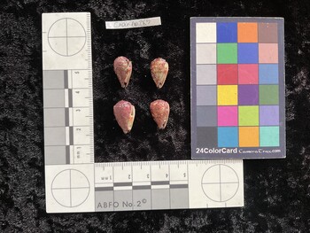 CnanAR065; 16.5x10x13.5 ventral photo thumbnail