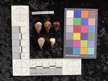 CnanAR069; 17x10.5x14 dorsal photo thumbnail