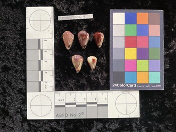 CnanAR069; 17x10.5x14 ventral photo thumbnail