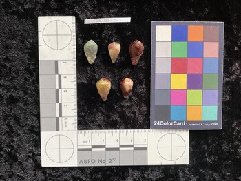 CnanAR074; 16x9.5x13.5 dorsal photo thumbnail