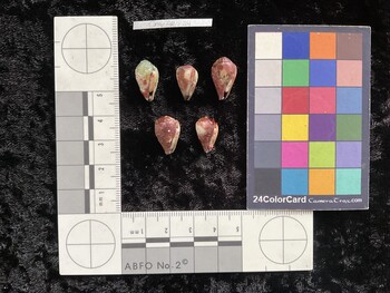CnanAR074; 16x9.5x13.5 ventral photo thumbnail