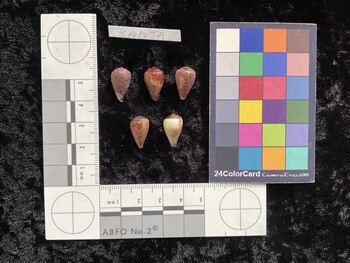 CnanAR079; 15.5x9.5x12.5 dorsal photo thumbnail