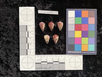 CnanAR079; 15.5x9.5x12.5 ventral photo thumbnail