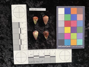 CnanAR084; 14x9x12.5 dorsal photo thumbnail