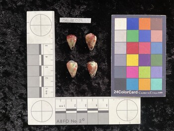 CnanAR084; 14x9x12.5 ventral photo thumbnail