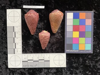 CsangAR051; 42x24.5x34.5 dorsal photo thumbnail