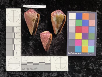 CsangAR051; 42x24.5x34.5 ventral photo thumbnail