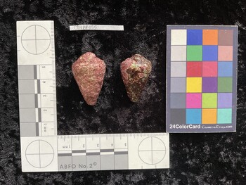 ClivAR135; 36.5*x22x29.5 dorsal photo thumbnail