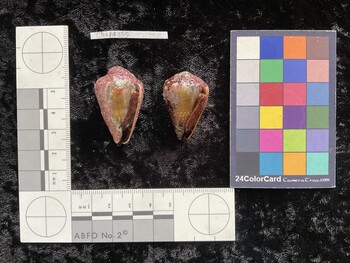 ClivAR135; 36.5*x22x29.5 ventral photo thumbnail