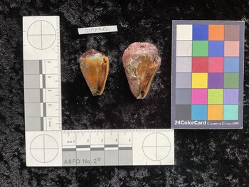 CfrigAR011; 32.5x20x27.5 ventral photo thumbnail