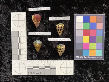 CebAR139; 21x13.5x17.5 dorsal photo thumbnail