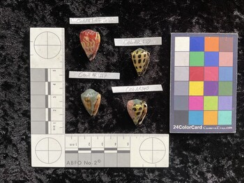CebAR139; 21x13.5x17.5 ventral photo thumbnail