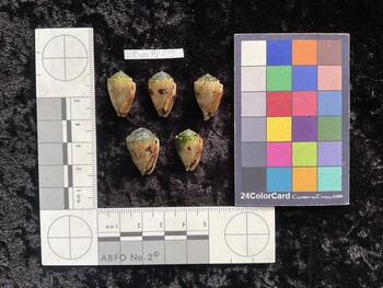 CcorAR094; 20x12.5x15.5 ventral photo thumbnail