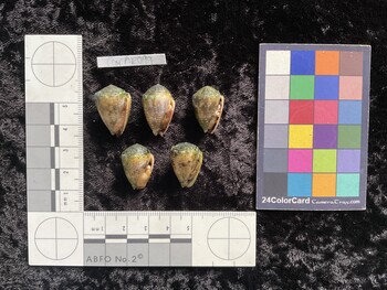 CcorAR099; 23x15.5x18.5 ventral photo thumbnail