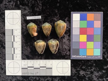CcorAR104; 22.5x15x17.5 ventral photo thumbnail