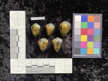 CcorAR104; 22.5x15x17.5 dorsal photo thumbnail