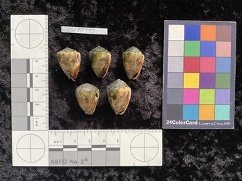 CcorAR110; 22x15x17.5 ventral photo thumbnail