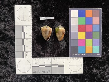 CcorAR115; 23x16.5x19 ventral photo thumbnail