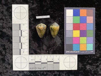 CcorAR115; 23x16.5x19 dorsal photo thumbnail