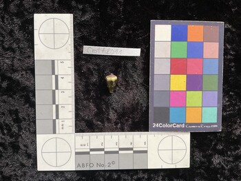 CratAR011; 13.5x8x11 dorsal photo thumbnail
