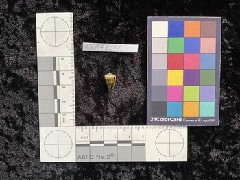 CratAR011; 13.5x8x11 ventral photo thumbnail