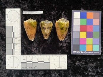 CpulAR016; 36x21.5x31 dorsal photo thumbnail