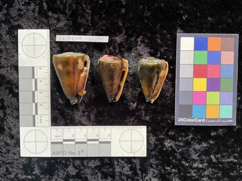 CflAR019; 42x27.5x39.5 ventral photo thumbnail