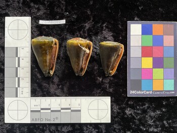 CflAR022; 39x24.5x36 ventral photo thumbnail