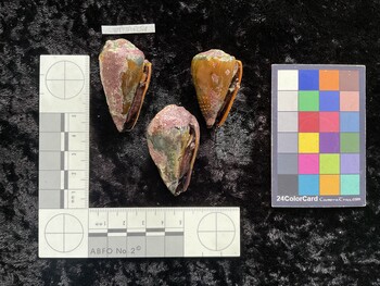 CsangAR054; 45.5*x25x35.5 ventral photo thumbnail