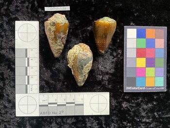 CsangAR054; 45.5*x25x35.5 dorsal photo thumbnail