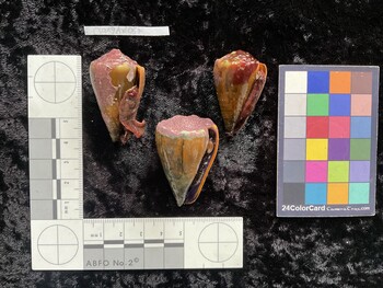 CsangAR057; 44x25x36.5 ventral photo thumbnail