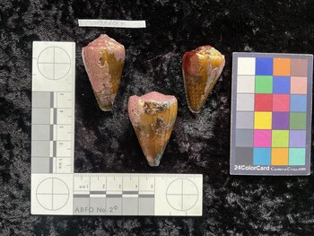 CsangAR057; 44x25x36.5 dorsal photo thumbnail