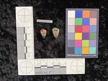 CnanAR088; 14.5x9x12.5 ventral photo thumbnail