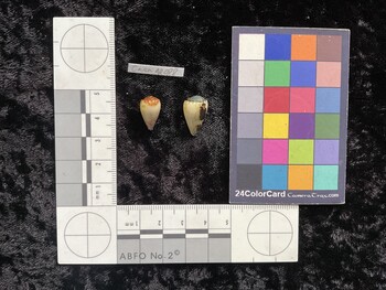 CnanAR088; 14.5x9x12.5 dorsal photo thumbnail