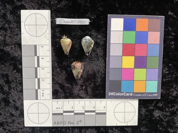 CnanAR090; 15x9.5x13.5 ventral photo thumbnail