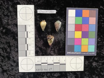 CnanAR090; 15x9.5x13.5 dorsal photo thumbnail