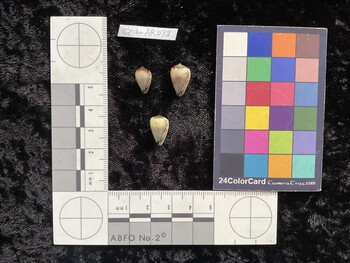 CnanAR093; 12x7.5x10 ventral photo thumbnail