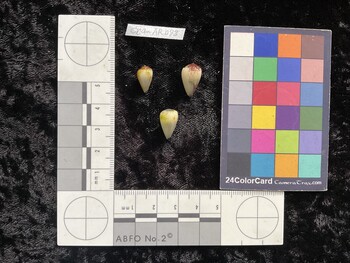 CnanAR093; 12x7.5x10 dorsal photo thumbnail