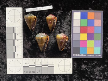 ClivAR137; 27.5x17.5x23.5 ventral photo thumbnail