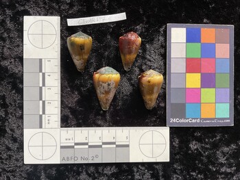 ClivAR137; 27.5x17.5x23.5 dorsal photo thumbnail