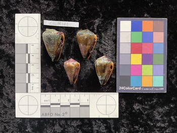 ClivAR141; 32x20.5x27.5 ventral photo thumbnail