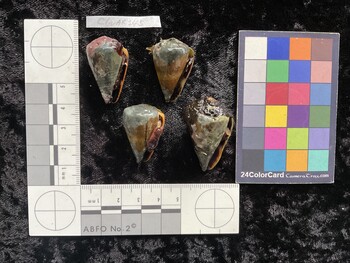 ClivAR145; 31.5x19x26 ventral photo thumbnail