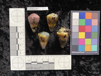 ClivAR145; 31.5x19x26 dorsal photo thumbnail