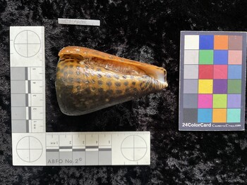 ClitAR002; 75.5x46.5x69 ventral photo thumbnail