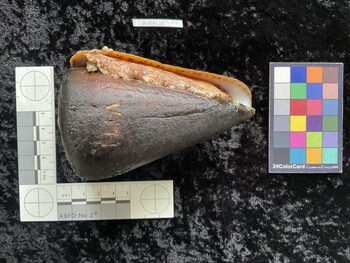 CleoAR016; 118x72x110.5 ventral photo thumbnail