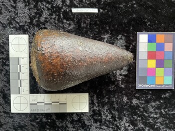 CleoAR016; 118x72x110.5 dorsal photo thumbnail