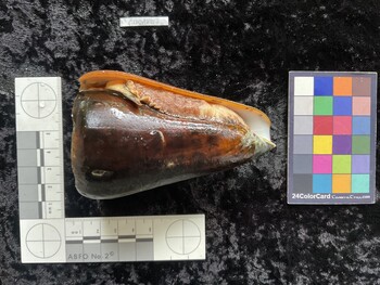 CleoAR017; 99x62x97.5 ventral photo thumbnail