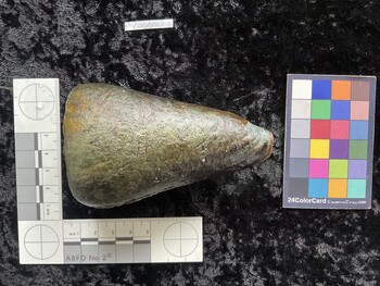 CleoAR017; 99x62x97.5 dorsal photo thumbnail