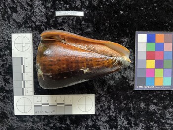 CleoAR018; 103x66x99 ventral photo thumbnail