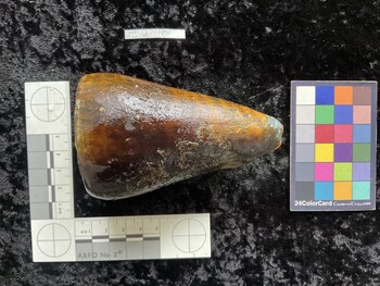 CleoAR018; 103x66x99 dorsal photo thumbnail